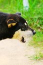 Free Dog 3 Royalty Free Stock Photography - 5318947