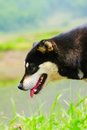 Free Dog 4 Royalty Free Stock Image - 5319026