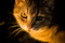 Free Cat In The Sunlight Royalty Free Stock Photos - 5311608