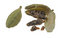 Free Split Cardamom Pod Stock Photos - 5311753
