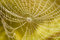 Free Spider On Web Stock Photos - 5314433