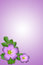 Free Purple Flower Stock Photos - 5315213