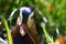 Free Close Up A Head Duck Royalty Free Stock Photo - 5316395