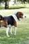 Free Beagle Dog Royalty Free Stock Images - 5318749