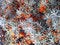 Free Sea Buckthorn Stock Photography - 5319102