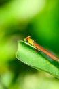 Free Damselfly Stock Images - 5320324