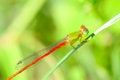 Free Damselfly Stock Images - 5320354