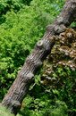 Free Snagged Stem Stock Photos - 5323133