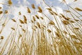 Free Tall Grasses Stock Image - 5324041