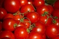 Free Fresh Ripe Tomatoes Stock Images - 5326884