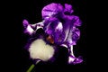 Free Iris ARCTIC FANCY Isolated On Black Stock Photo - 5328430