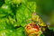 Free Grasshopper Royalty Free Stock Photography - 5321807
