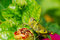 Free Grasshopper Stock Photo - 5321980
