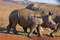 Free Rhino And Motherwalking In The Field Stock Images - 5323624