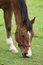 Free Horese In Meadow Stock Photography - 5324342
