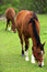 Free Horese In Meadow Royalty Free Stock Photos - 5324348