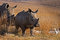Free Rhino And Mother Walking In The Field Stock Image - 5325221