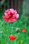 Free Red Flower Royalty Free Stock Images - 5326729