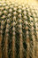 Free Cactus Spines Royalty Free Stock Image - 5329026