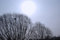 Free Bird S Nest In Winter Stock Images - 5329774