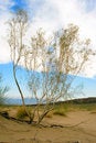 Free Saxaul Tree In Desert, Spring Morning, Kazakhstan Stock Image - 5338651