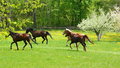 Free Horses On Meadow Royalty Free Stock Photo - 5339535