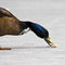 Free Duck Eating Bread Royalty Free Stock Photo - 5331865