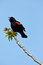 Free Red Winged Blackbird Stock Photo - 5335980