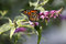 Free Monarch Royalty Free Stock Photography - 5337627