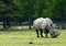 Free Rhinoceros Royalty Free Stock Photography - 5339277