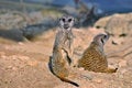 Free Meerkats (mammals) Stock Images - 5340584