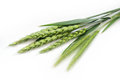 Free Green Ears Stock Photos - 5340863