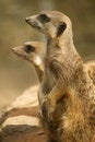 Free Meerkats (Suricata Suricatta) Standing Up Stock Photos - 5343803