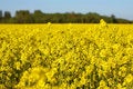Free Canola Field Royalty Free Stock Photo - 5343995