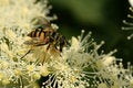 Free Bee Collecting Hoeny Royalty Free Stock Photography - 5344837