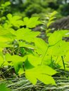 Free The Leaf In The Sunshine Royalty Free Stock Images - 5347059