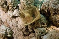 Free Feather Duster Worm (sabellastarte Indica) Royalty Free Stock Photography - 5347207