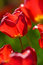 Free Beautiful Red Tulips Stock Photo - 5348690