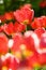 Free Beautiful Red Tulips Royalty Free Stock Photo - 5348745