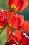 Free Beautiful Red Tulips Royalty Free Stock Image - 5348826