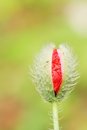 Free Flower Stock Images - 5350244