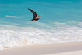Free Bird Stock Photos - 5357113