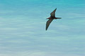 Free Bird Stock Photos - 5357123