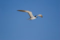 Free Bird Stock Photo - 5357140