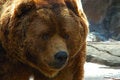 Free Brown Bear Face Close Up Stock Images - 5359484