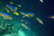 Free Yellowsaddle Goatfish (parupeneus Cyclostomus) Stock Photos - 5352903