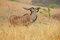 Free Kudu (Tragelaphus Strepsiceros Royalty Free Stock Image - 5354476
