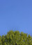 Free Green On Blue Royalty Free Stock Image - 5355876