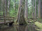 Free Bridge Over Tamolich Creek Royalty Free Stock Image - 5356296