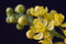 Free Yellow Blossom Twig Stock Images - 5356914